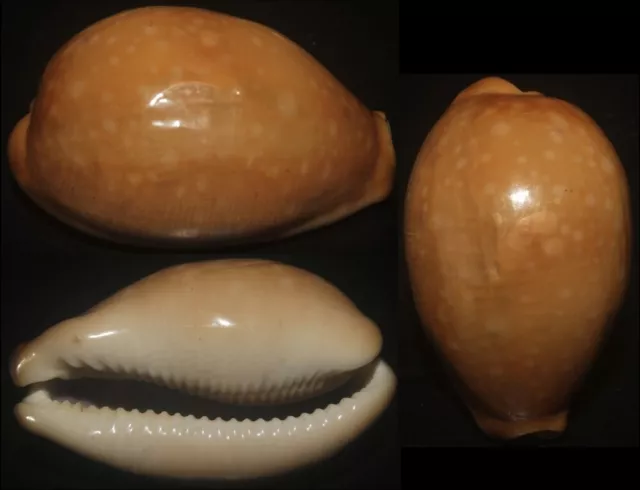 Tonyshells Seashells Cypraea vitellus CLOUDY BROWN 59.2mm F++/F+++, superb
