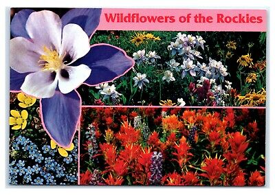 Postcard Wildflowers of the Rockies, CO K19
