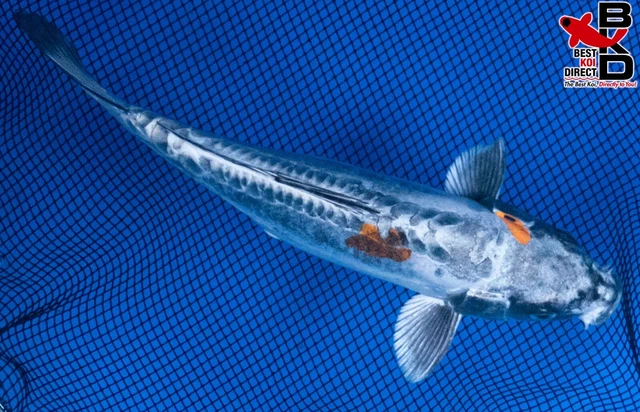 8" GHOST Live Koi Fish Garden Pond Fin BKD T8