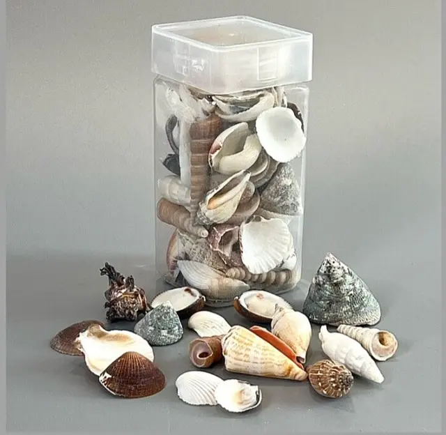 Shells JAR 350g of Natural Seashells Mixed Assorted for all crafts Sea Shells