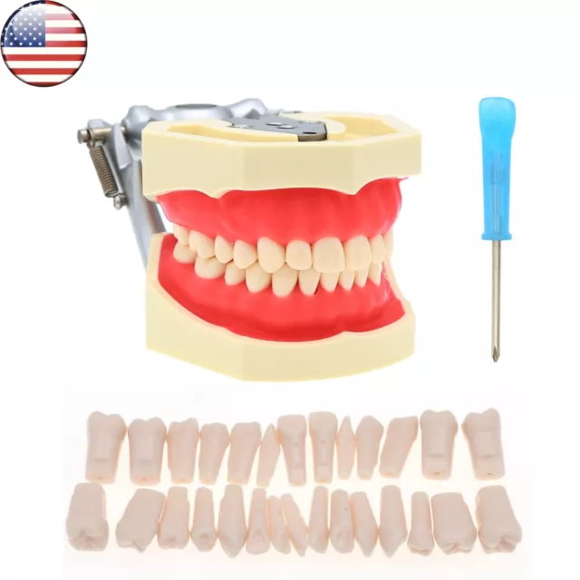 US Dental Typodont fit Kilgore Nissin 200 28PCS Replacement Screw-in Teeth Model