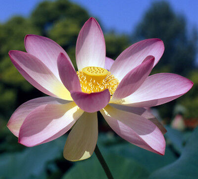 5 chinesische Mini Lotusblume Samen Nelumbo nucifera Bowl Lotus Schüssel Lotus 