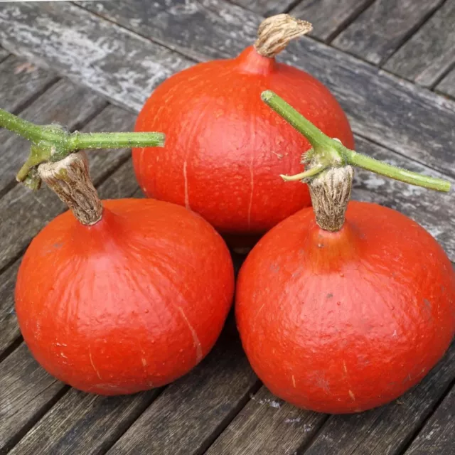 Uchiki Kuri Squash x15 Seeds - Growing Instructions  + FREE POSTAGE