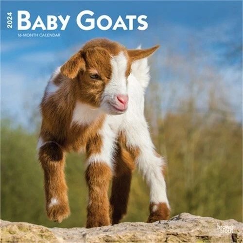BABY GOATS 2024 Square (Calendar) 15.54 PicClick