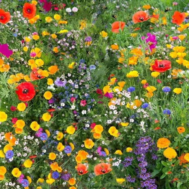 Wild Flower seeds throw grow Meadow Scented Bee Butterfly Garden Cottage pure UK