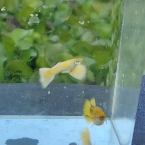 24k gold Guppies fry pack 10 fry