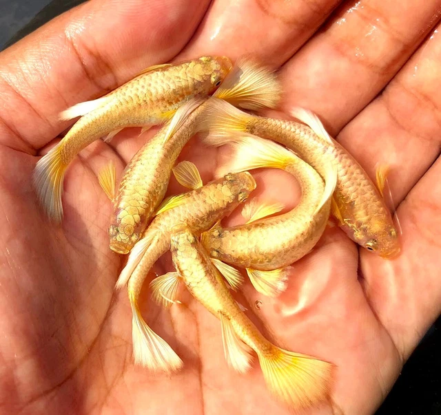 1 Trio Live Guppy Fish Full Gold 24K High Quality Usa Seller - 1 Male 2 Female 1 Trio Live Guppy Fish Full Gold 24K High Quality Usa Seller - 1 Male 2 Female