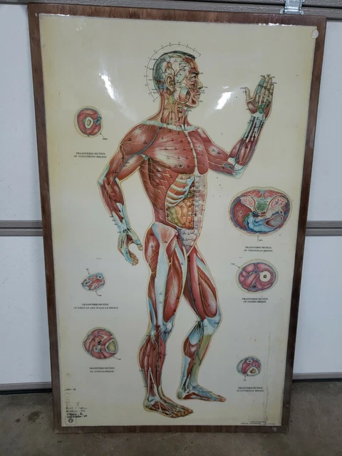 THE MUSCULAR SYSTEM Anatomical Chart (Laminated) by Anatomical Chart ...