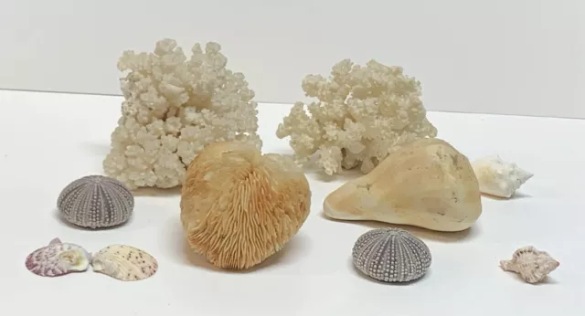 Dried Brain CORAL Shells Fossil Beach Ocean Sea Reef Fish Tank Aquarium Lot