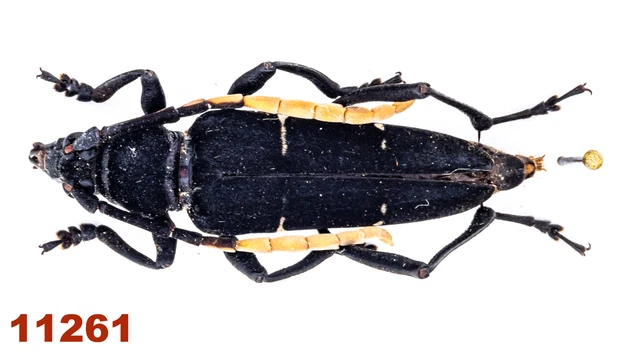 Cerambycidae: Callichromatini sp.  A1, 30 mm, Mounted, 1 pc