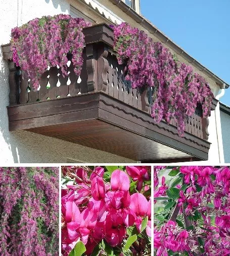 Jetzt pflanzen ! roter Buschklee Lespedeza Thunbergii Balkon Garten Deko Samen