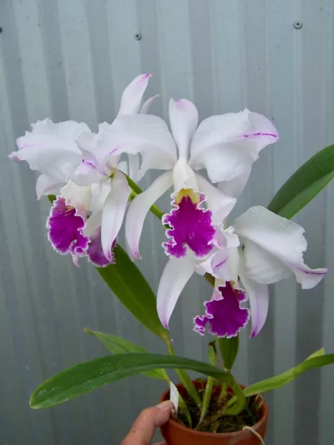Cattleya mossiae SEMI-ALBA PINCELADA orchid IN BLOOM--Llamarada x Valerio BEAUTY