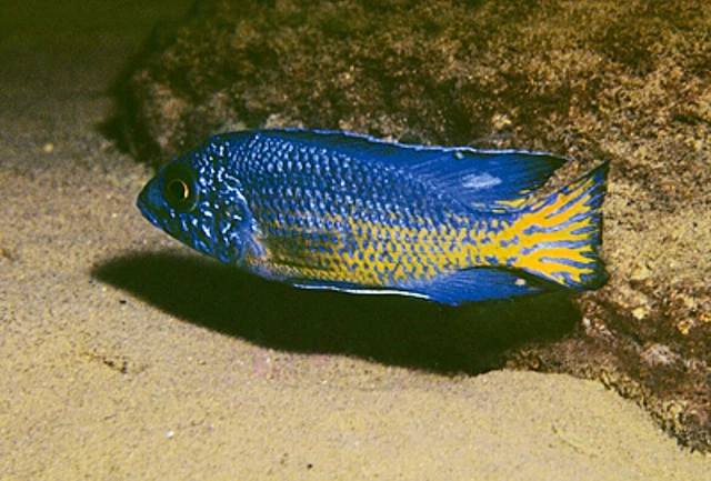 Live Fish High Quality Aulonocara Ngara Flametail Peacock African Cichlid