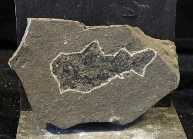 Diplacanthus crassisimus Devonian Acanthodian Fossil Fish Spiny Shark