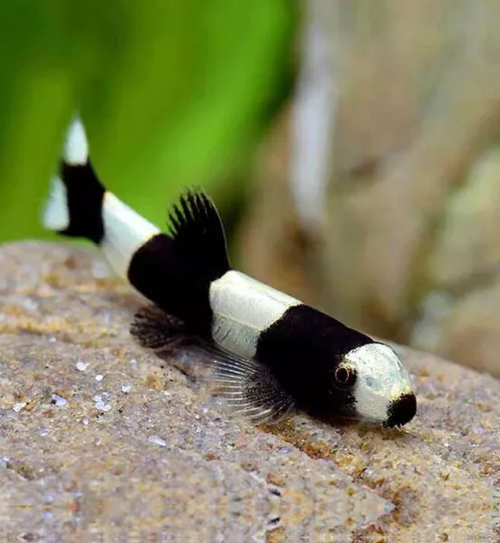 1 Live Panda Loach Premium Rare Freshwater Tropical Fish High Quality Grade A+++