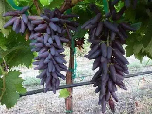 50 Purple Finger Grape Seeds Vitis Vinifera Organic Fruit Seed Heirloom