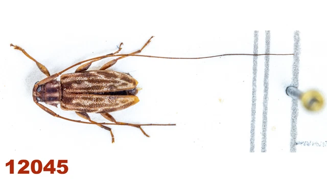 Cerambycidae: Lamiinae sp.  A2, 5 mm, Mounted, 1 pc