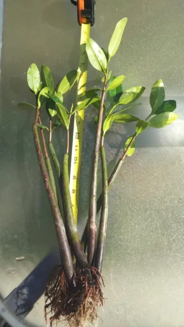 HuGe! 21" inch long +Smaller RED Mangrove reef aquarium plants Rhizophora Mangle
