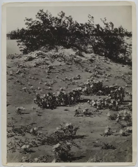 Vintage 1930s Imperial Valley Salton Sink Flowers FSA Photo #2 Dorothea Lange?