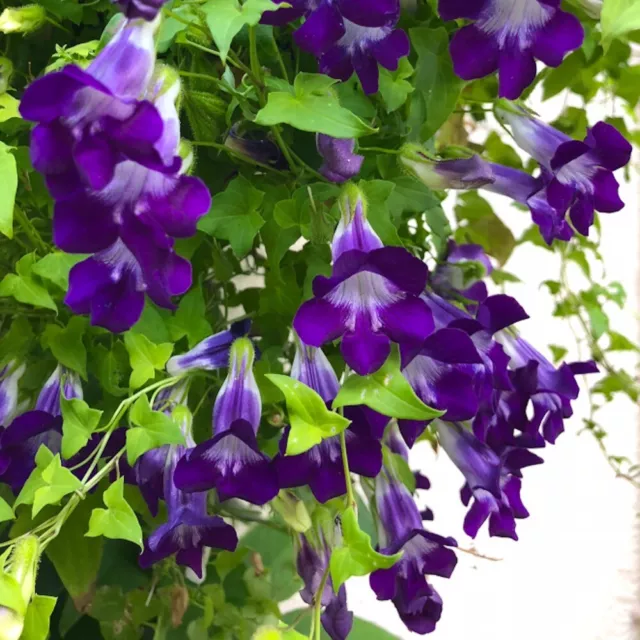 Kletterndes LÖWENMÄULCHEN 20 Samen MAURANDYA SCANDENS 'Purple‘ MAURANDIE seeds