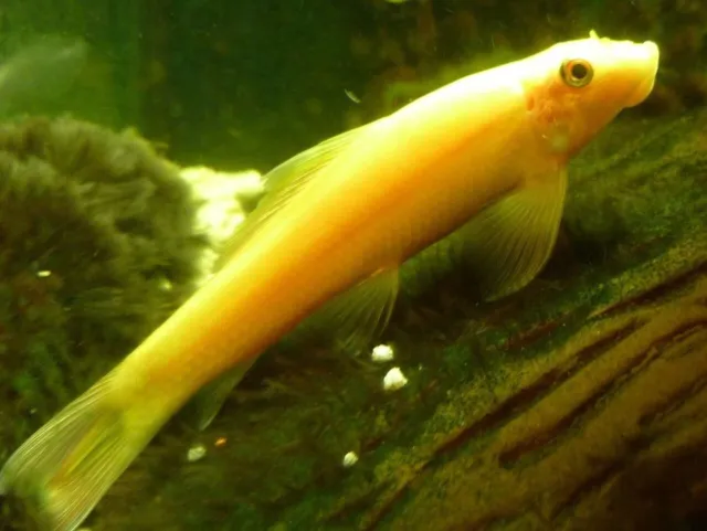 3 Gold Chinese Algae Eater Catfish Live Freshwater Aquarium Fish