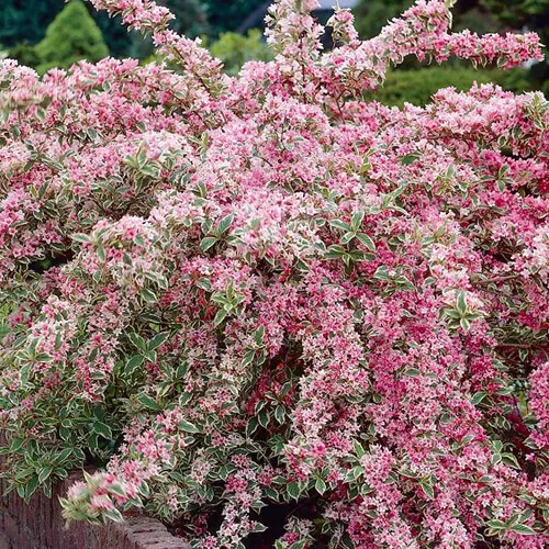 1 X Weigela 'Florida Variegata' Deciduous Shrub Hardy Garden Plant In Pot