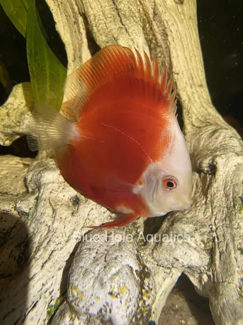Red Melon Discus Live Fish 4" Tropical Live Discus Fresh Water Aquarium Tank