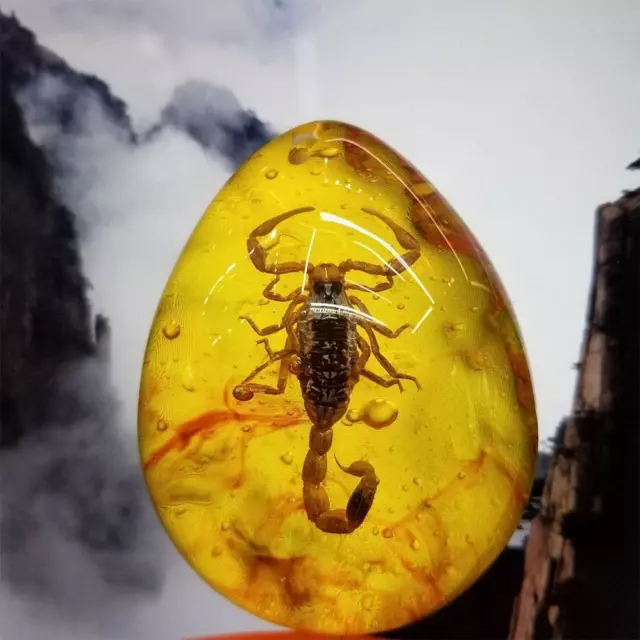 1 x Beautiful Amber Scorpion Fossil Insects Manual Polishing Natural Hot Z3
