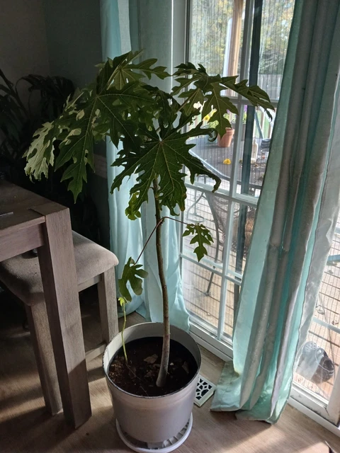 2 LIVE Red Lady Papaya Tropical Fruit TreeS Fast-Growing, Sweet, High-Yielding