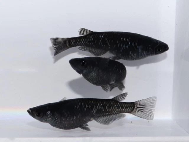 RICE FISH-MEDAKA BLACK GROUP OF 6+2 EXTRA! Ricefish