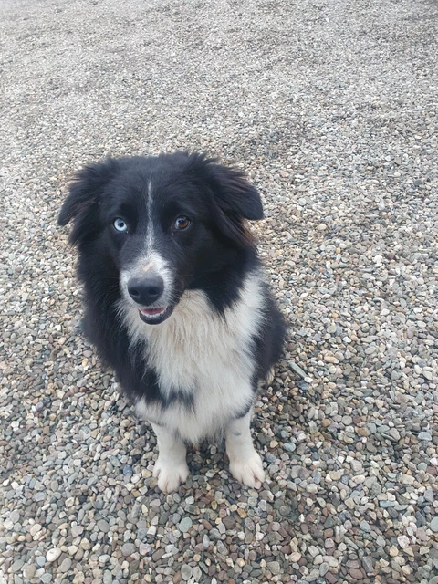 Australian Shepherd