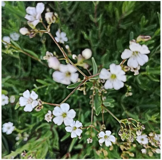 6 Gypsophila Repens 'Filou White' Medium Plug Plants - Hardy Perennial