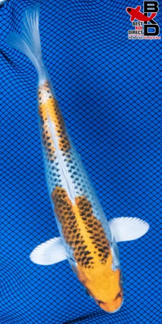 8" KUJAKU Live Koi Fish Garden Pond Fin BKD 11/11