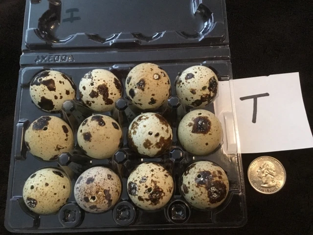 Lote de 12 huevos de codorniz codornix color natural real soplados un agujero artesanías de Pascua T