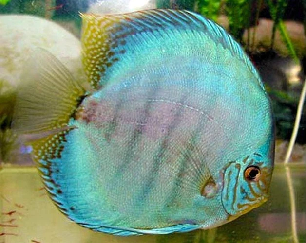 1 Live Colbalt Blue Discus Tropical Aquarium Fish Approximately 2.5" Inches