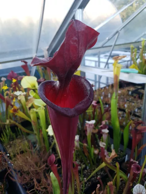 Sarracenia Seed  (TROLL X ADRIAN SLACK) X GLYNIS WHEELER