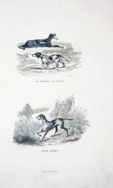 Lithographie Colorise A La  Main Tire De Buffon 1834 Chien Levrier Basset Braque
