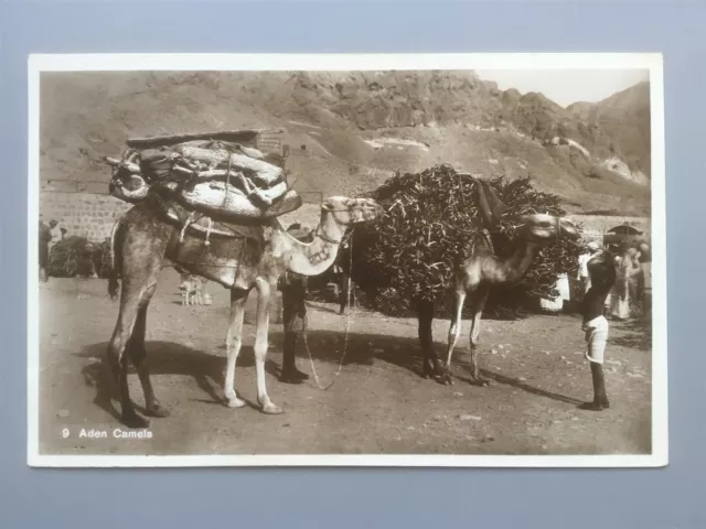 Aden Camels loaded with wood etc. (Pallonjee Dinshaw) RP postcard