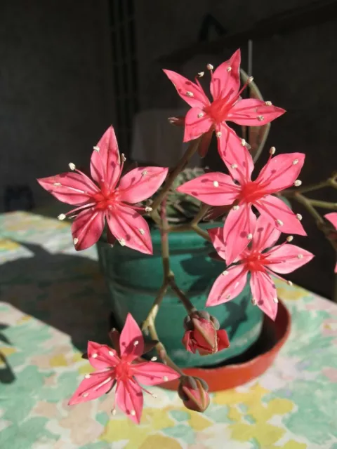 Graptopetalum Bellum * Tacitus Bellus * Chihuhua Flower Succulent * 10 Seeds *