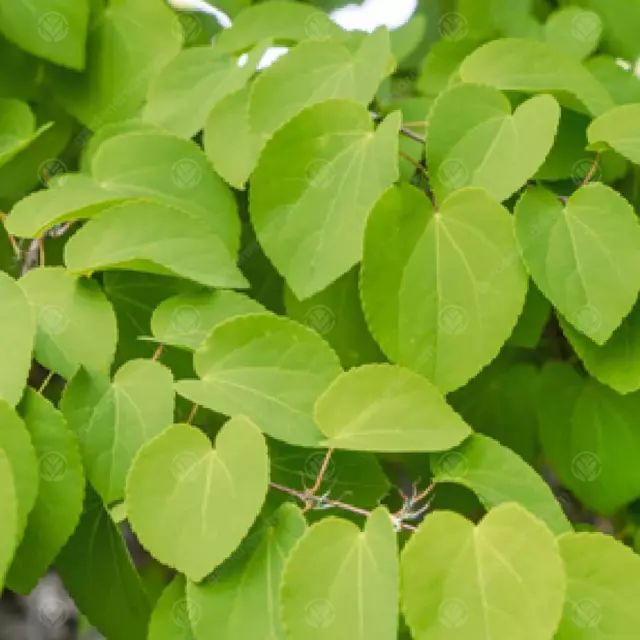 Cercidiphyllum japonicum | Japanese Katsura | Ornamental Garden Tree | 5-6ft 3