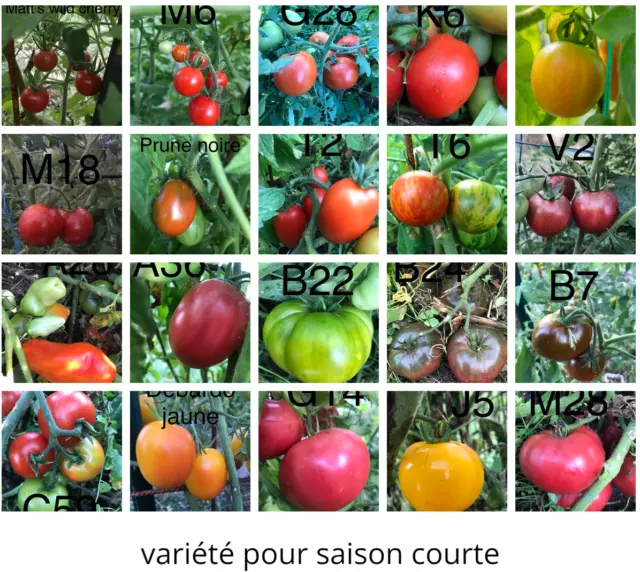 graine de tomate variété adaptée saison courte et/ou froide