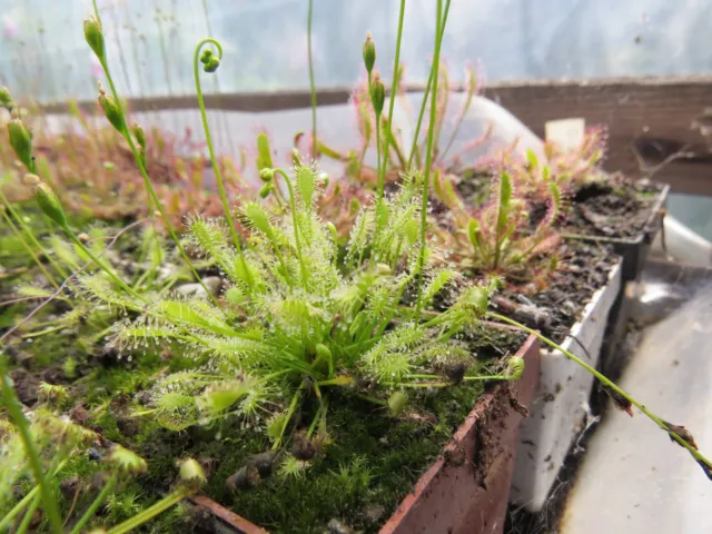 Drosera intermedia 'all green' rarity carnivorous living plant