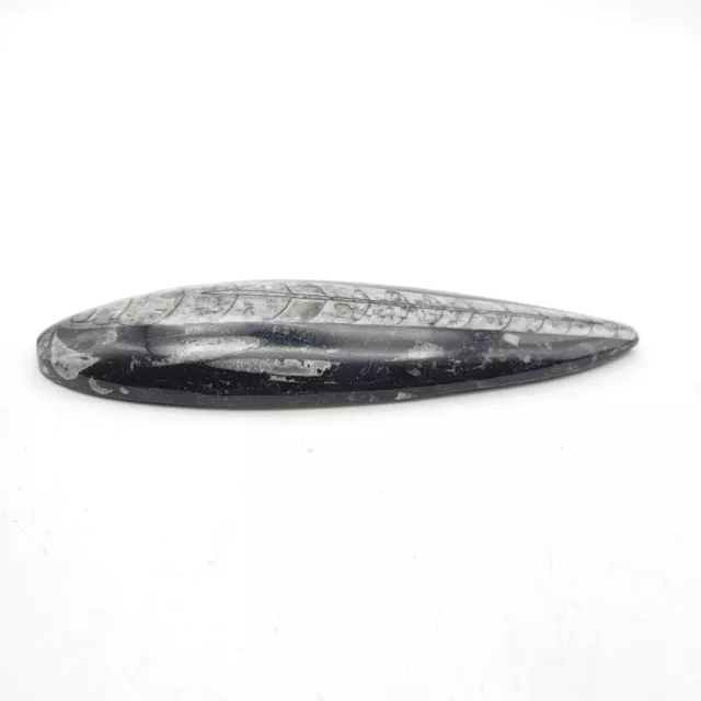 Belemnite Orthoceras Polished Fossil Rock 6 Inches Ammonite Mollusk 3