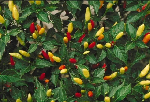 Extreme Hot Thai Chilli - 30 organic Seeds - Australian grown