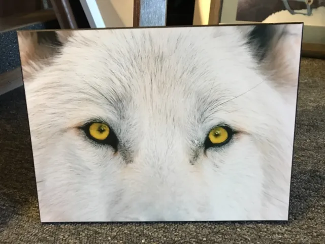 Wolf eyes white wolf picture plak mounted captivating 9.5” by 12.75” inches