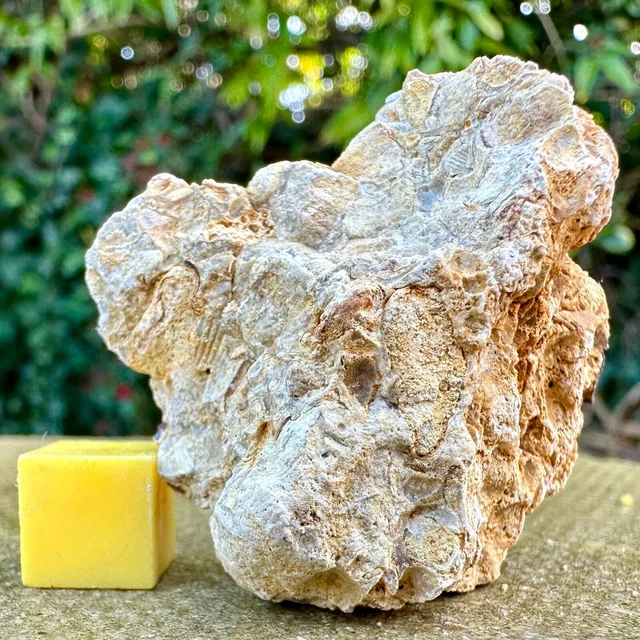 Jurassic Coral Fossil from Wiltshire, UK - Genuine Fossils for Sale