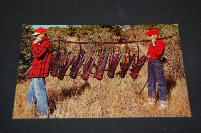 Vintage Humor Chrome Postcard "They Just Get Big In This Part Of The Country!"