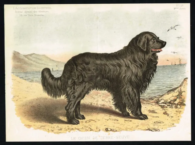 Newfoundland Dog Large Working Breed, Antique Litho Print - Accl. Illustre 1885