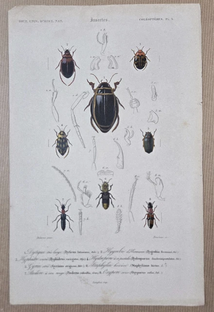 1844 - Scarabées ( Glaphyrus, Amphicoma