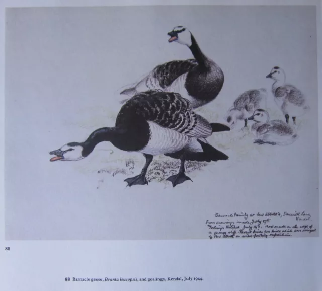 Beau Tunnicliffe Oiseau Imprimé ~ Barnacle Oies